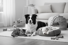 Κατοικίδια